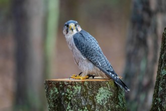 The lanner falcon (Falco biarmicus) is a medium-sized bird of prey that breeds in Africa, southeast