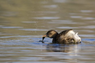 Little Grebe with prey. Little Grebe with bait