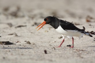 Oystercatcher on the beach of Heligoland