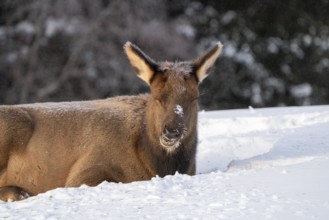 Prince Albert National Park Saskatchewan Canada Elk winter
