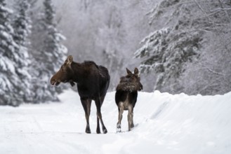 Moose in the Snow in Riding Mountain Provincial Park Canada