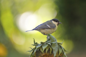 Young great tit against the light