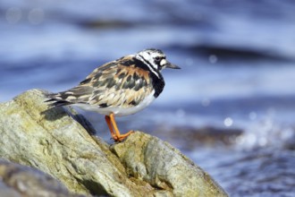 Ruddy turnstone, Arenaria interpres, Ruddy turnstone
