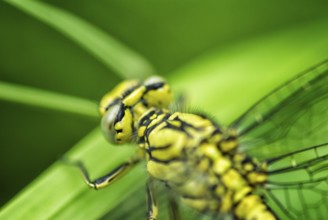 Yellow dragonfly in a natural environment
