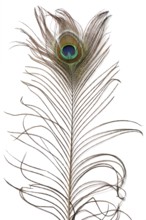 Peacock feather texture isolated on white background
