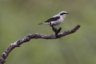 Wheatear, Oenanthe oenanthe, Wheatear