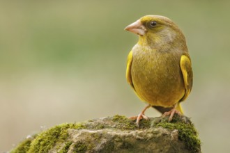 Greenfinch (Chloris chloris) sitting on a moss-covered stone, Rhine bank, High Rhine, Germany