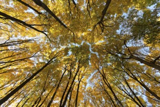 Nature, autumnal forest, view from below into the tree tops, Province of Quebec, Canada