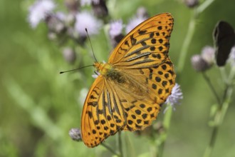 Imperial Cloak, Argynnis paphia