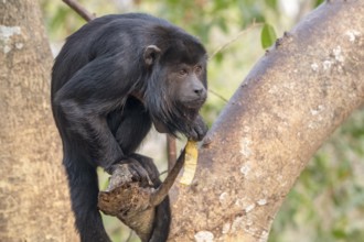 Black howler (Alouatta), Pantanal, inland, wetland, UNESCO Biosphere Reserve, World Heritage Site,