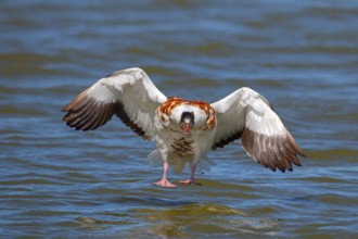 Shelduck, Tadorna tadorna, landing, flying