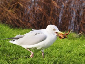 Seagull (Larinae) eating a crab, Brouwersdam, province of South Holland, Netherlands