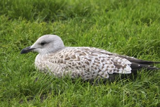 Seagull (Larinae) sitting in the grass, Brouwersdam, province of South Holland, Netherlands