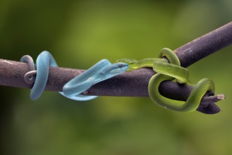 Trimesurus insularis also known as blue viper
