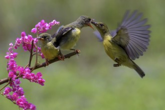 The golden-headed cisticola bird brings food for their chick