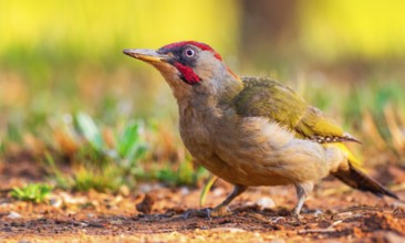 European Green Woodpecker, Picus viridis, Mediterranean Forest, Castilla La Mancha, Spain