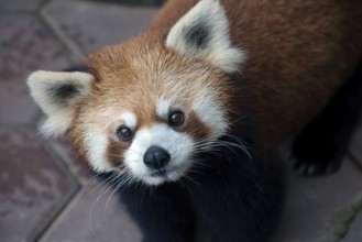 Beautiful images of a red panda