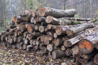 Pile of marked logs in a forest, demonstrating responsible logging and timber harvesting