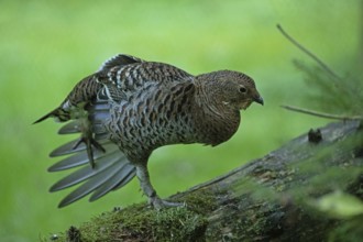 Black grouse female with spread plumage standing on tree trunk looking right