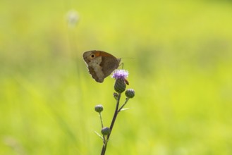 Meadow Brown on thistle 2