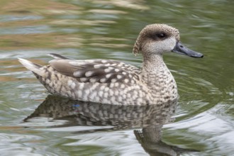 Marbled duck, or marbled Teal, Marmaronetta angustirostris, swimming on a lake