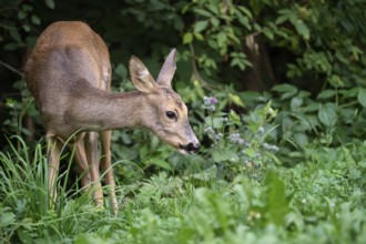 Roe deer in the forest, Capreolus capreolus. Wild roe deer in nature