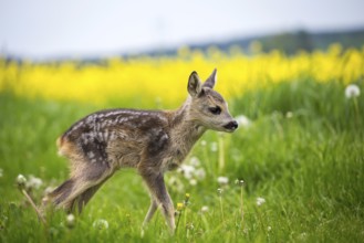 Young wild roe deer in grass, Capreolus capreolus. New born roe deer, wild spring nature
