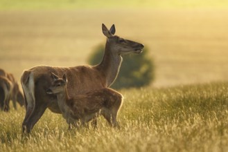 Red deer (Cervus elaphus) female hind mother and young baby calf at sunset