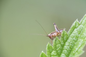 Dark bush-cricket (Pholidoptera griseoaptera), sitting on a leaf, North Rhine-Westphalia, Germany