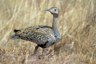 Red-crested korhaan, Lophotis ruficrista, sitting in the grass, Namibia