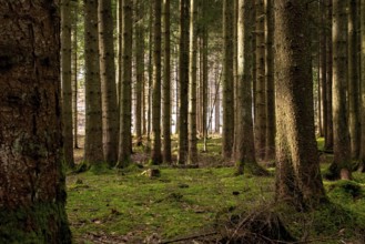 Sun shining through a forest in the Bavarian alps