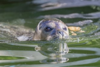 Harbor Seal (Phoca vitulina) in Water