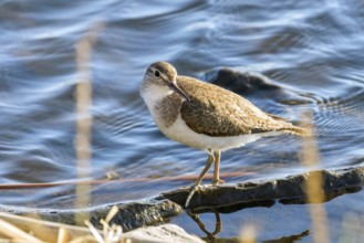 Common Sandpiper Water Bird (Actitis hypoleucos)