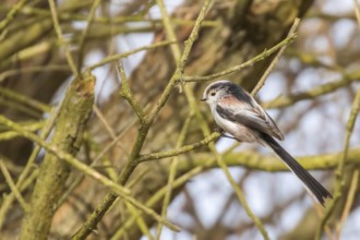 Long-tailed tit on branch (Aegithalos caudatus) Cute little Bird
