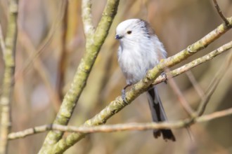 Long-tailed tit on branch (Aegithalos caudatus) Cute little Bird