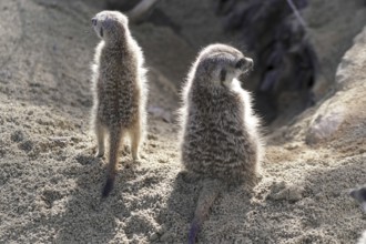 Two meerkats standing back to back in the sand, meerkats or suricates (Suricata suricatta),