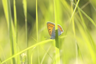 Butterfly among the fresh green grass in the sunshine, May, Poland