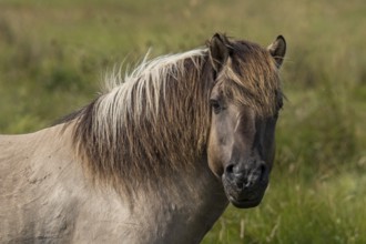 Portrait of a Konik horse