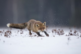 Red fox, Vulpes vulpes, red fox