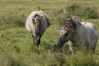 Konik horses grazing in the Wallnau nature reserve (Fehmarn)