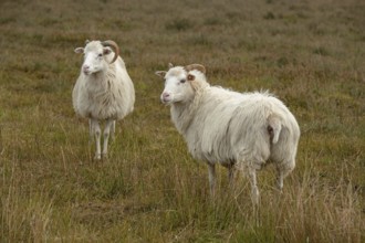 White horned Heidschnucken in the moor