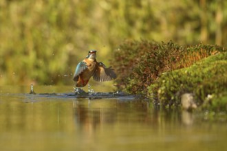 Kingfisher (Alcedo atthis)