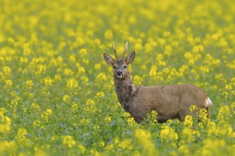 Roebuck in a rape field, Capreolus capreolus, Germany