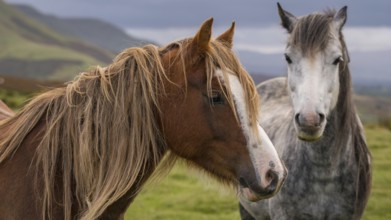 Wild horses near Hay Bluff and Twmpa in the Black Mountains, Brecon Beacons, Wales, UK