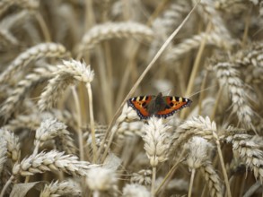 Small tortoiseshell in the wheat field