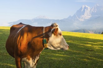 On a farm in the high mountains in Austria