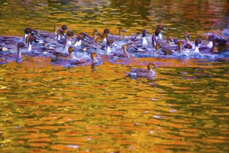 Pond duck with autumn leaves being reflected. Shooting Location: Tokyo metropolitan area