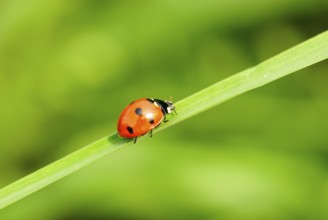 Ladybird on green blade of grass close up