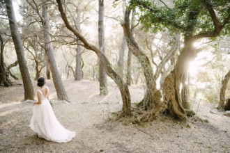 The bride walks among the beautiful trees in the olive grove, back view .