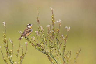 Whinchat, (Saxicola rubetra), perch, biotope, habitat, female, Lesbos, Lesbos Island, Greece